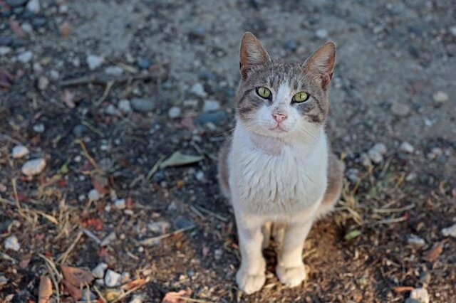 کروناویروس گربه‌سانان؛ ۳۰۰ هزار گربه در قبرس تلف شدند