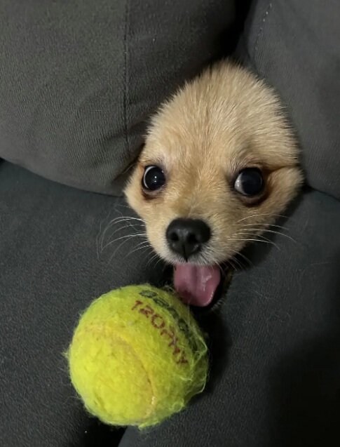 عکسهای بامزه از ژست حیوانات مقابل دوربین