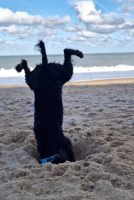 عکسهای بامزه از ژست حیوانات مقابل دوربین