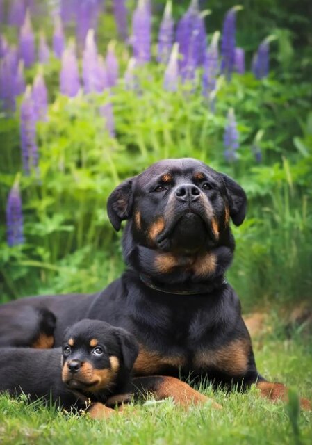 عکسهای بامزه از ژست حیوانات مقابل دوربین