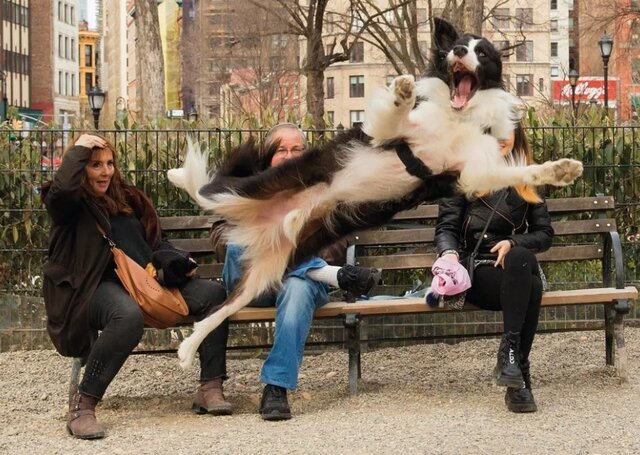 عکسهای بامزه از ژست حیوانات مقابل دوربین