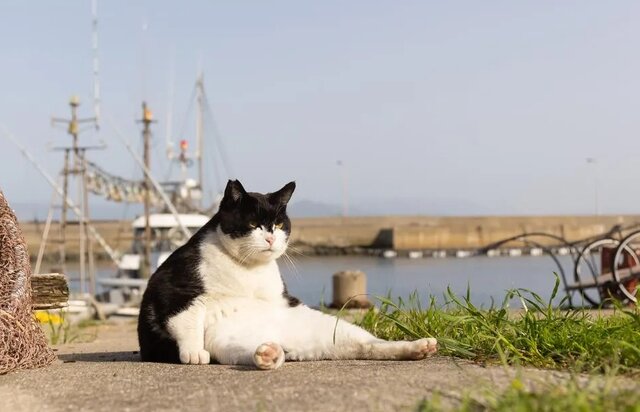 عکسهای بامزه از ژست حیوانات مقابل دوربین