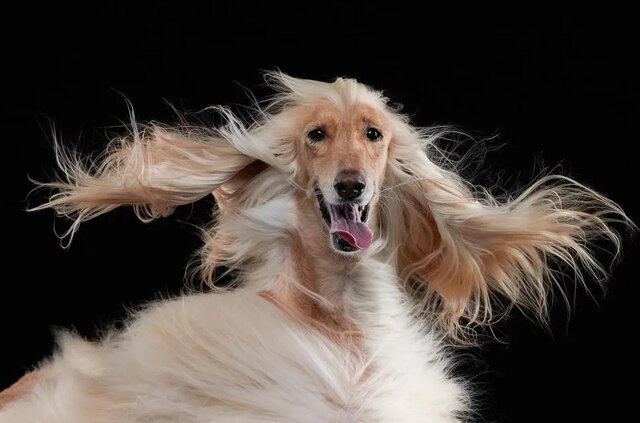 عکسهای بامزه از ژست حیوانات مقابل دوربین