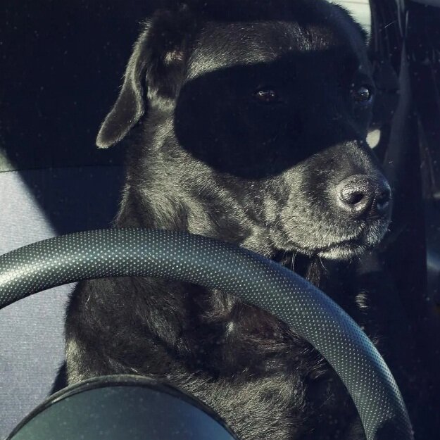 عکسهای بامزه از ژست حیوانات مقابل دوربین