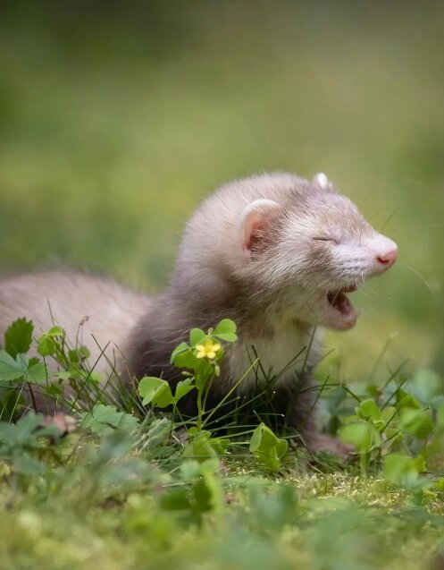 عکسهای بامزه از ژست حیوانات مقابل دوربین