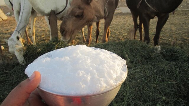 این گونه شیر شتر خطرآفرین می‌شود