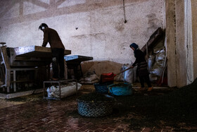 کارگران در حال انتقال چای خشک شده به کیسه 