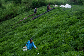 چیدن برگ‌های خاص چای به صورت دستی انجام می‌شود، در این روش چای به صورت سنتی فرآوری می‌شود.