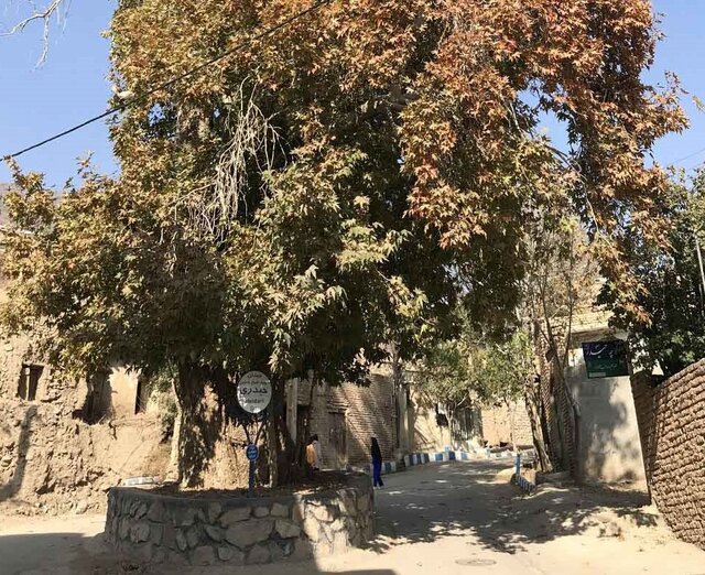 ثبت ملی چنار کهنسال روستای "ابرسج" بسطام ثبت ملی چنار کهنسال روستای "ابرسج" بسطام