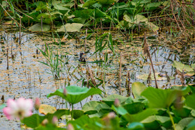 چنگر نوک قرمز از جمله پرندگانی است که محل زیستگاه آن آب‌بندان‌های طبیعی است.