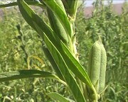 پیش بینی برداشت بیش از ۸۸۰ تن کنجد در آذربایجان غربی