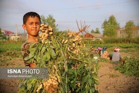 آغاز برداشت بادام زمینی گیلان در آستانه اشرفیه