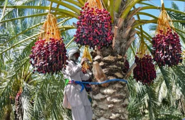 آغاز برداشت خرمای نخلستان های شهرستان بمپور