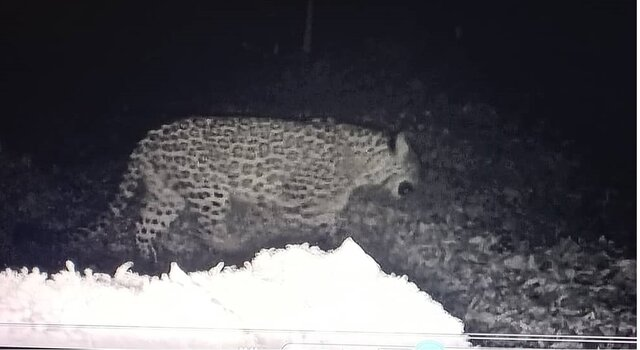 افزایش تنوعزیستی جنگلهای هیرکانی تحت حفاظت دانشگاه تربیتمدرس به روایت تصویر