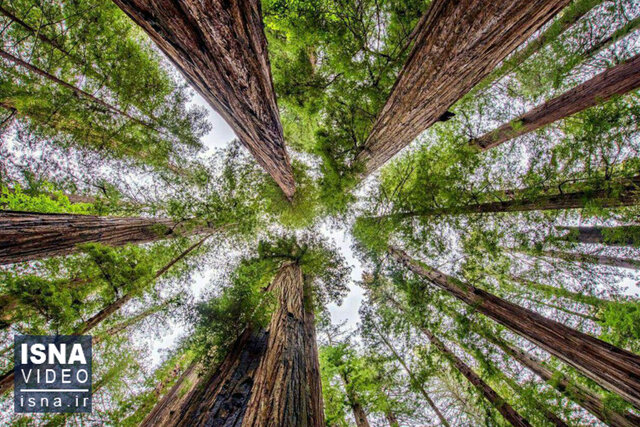 ویدیو / جنگلهای «زامبی» در غرب ایالات متحده ! ویدیو / جنگلهای «زامبی» در غرب ایالات متحده !