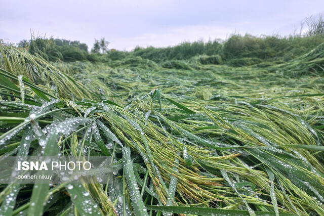 مه و خورشید و فلک به نفع برنج مازندران