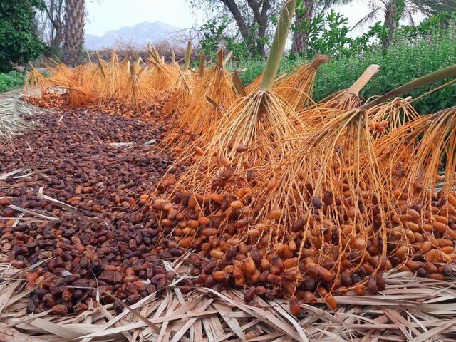 اکران تکراری سریال مشکلات نخلکاران بافقی