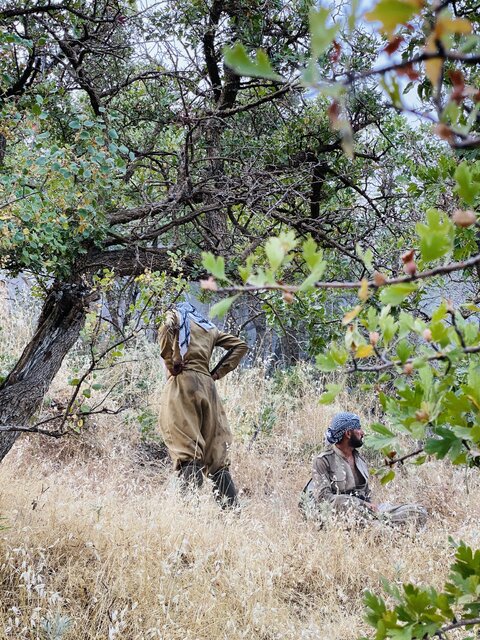 جان دادن جنگل های مریوان در آتش