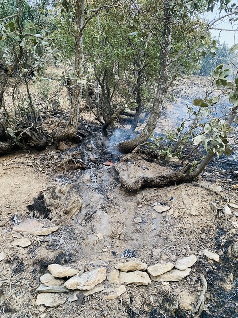 جان دادن جنگل های مریوان در آتش