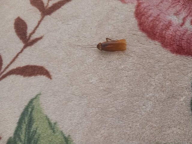 انتقاد تند رکورددار پرتاب نیزه: برخی در هتل هستند اما من با سوسک و گربه زندگی میکنم!