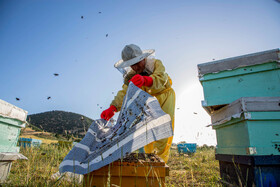 زنبورداران در حال بررسی کُلُنی‌های ضعیف و قوی