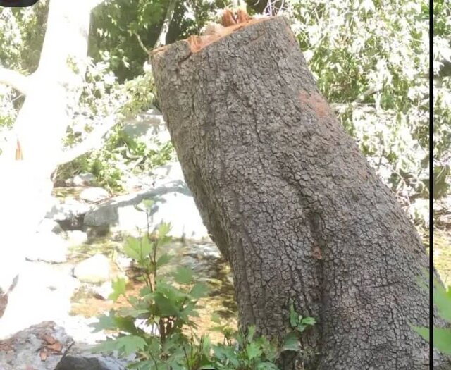 عکس تزیینی است قطع درختان دردآور است/لزوم پاسخگویی شهرداری درباره قطع درختان در منطقه یک