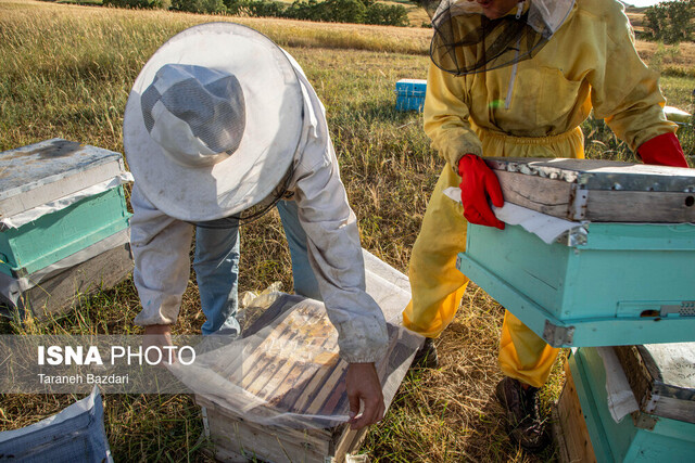 تولید سالانه بیش از هفت تن عسل مرغوب در خاش