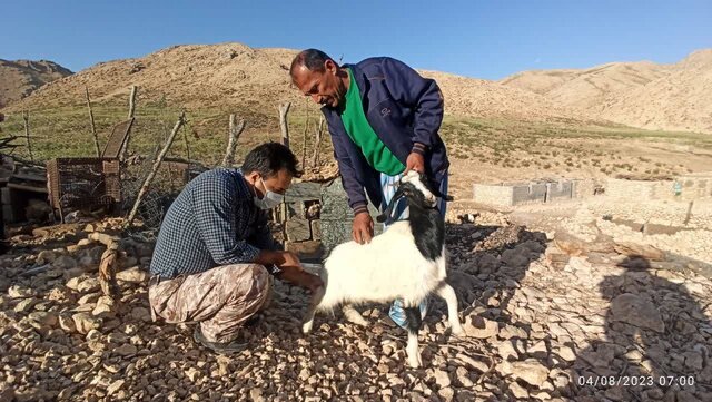 حبس سه ماهه برای درمانگر غیرمجاز دام در بروجرد حبس سه ماهه برای درمانگر غیرمجاز دام در بروجرد