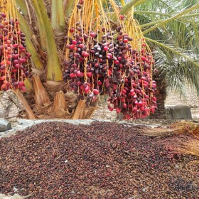 خسارت ۱۱۵ میلیارد تومانی به محصول خرمای نیکشهر