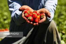 پیش‌بینی تولید ۳۲۰۰ تن توت فرنگی در جویبار