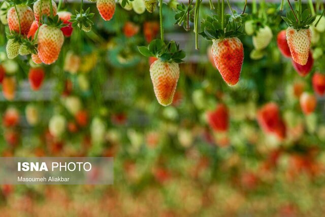 یک کارآفرین: مسئولان تنفس مدت دار برای بازپرداخت تسهیلات لحاظ کنند