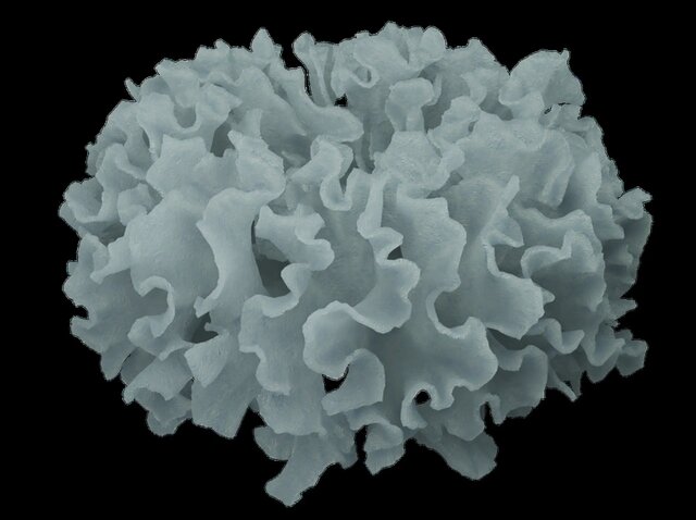 ۱۲ اثر شگفتانگیز از فینالیستهای مسابقه تصاویر میکروسکوپی