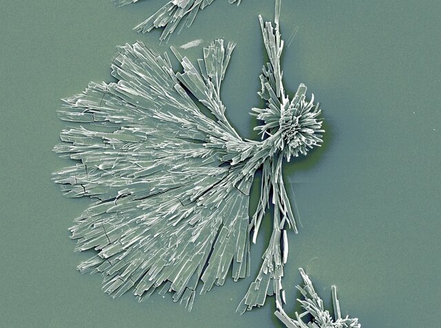 ۱۲ اثر شگفتانگیز از فینالیستهای مسابقه تصاویر میکروسکوپی