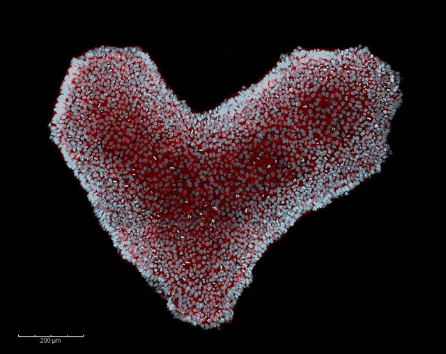 ۱۲ اثر شگفتانگیز از فینالیستهای مسابقه تصاویر میکروسکوپی