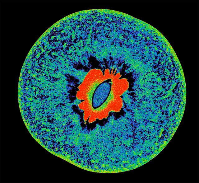 ۱۲ اثر شگفتانگیز از فینالیستهای مسابقه تصاویر میکروسکوپی