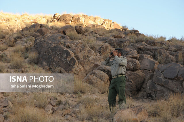 عکس تزئینی ست دستگیری شکارچی مرالها در کالپوش/ دستگیری ۳ شکارچی در گشت شبانه