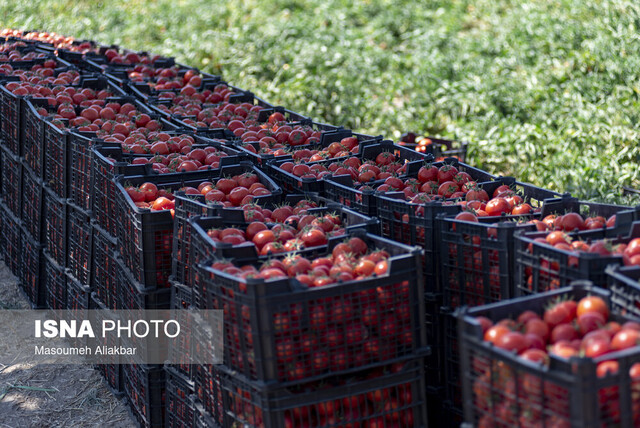 ۹۷ درصد مساحت کشور دچار خشکسالی است/جمعآوری بیش از ۷۳ هزار ژن گیاهی