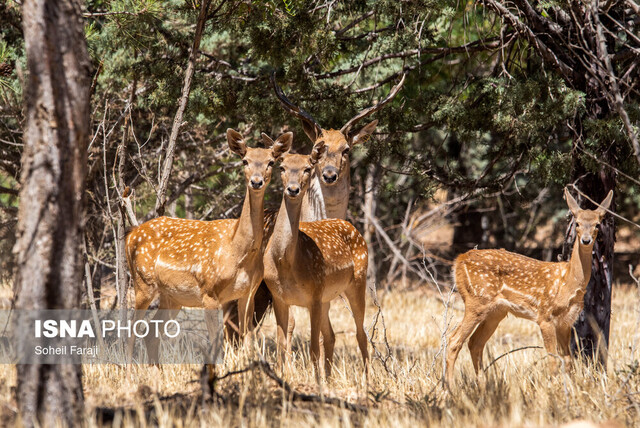گوزن زرد ایرانی آغاز سرشماری پاییزه حیات وحش خوزستان از ۱۰ آذر
