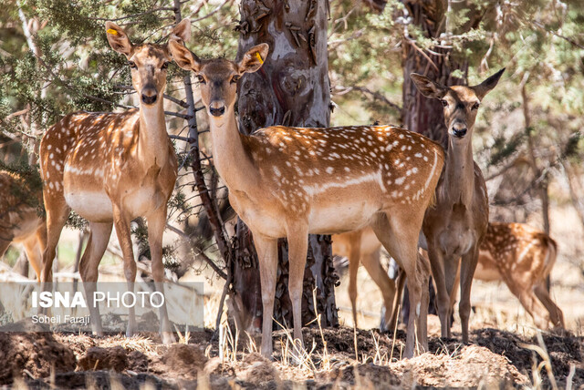 گوزن زرد ایرانی رهاسازی ۱۰ راس گوزن زرد ایرانی در دز