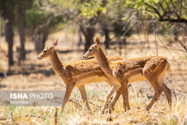 گوزن زرد ایرانی معرفی ۹ آذرماه برای درج "روز ملی گوزن زرد ایرانی" در تقویم کشور