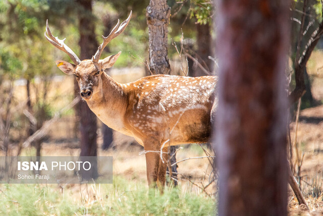 عکس از آرشیو مشاهده گوزن زرد وحشی در جنگلهای دز