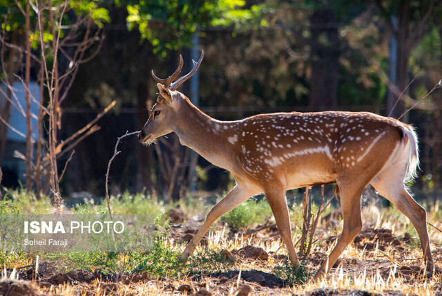 گوزن زرد ایرانی پارک ملی کرخه در انتظار تولد گوزنهای زرد ایرانی
