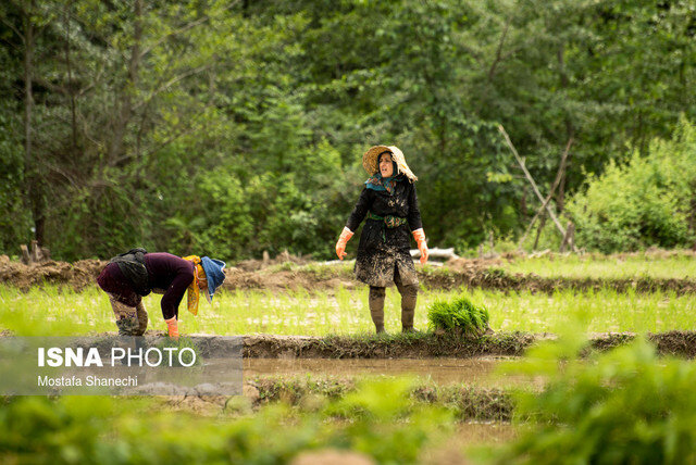 واردات بیرویه؛ رنجی عمیق بر جان برنجکاران گیلان/شالیکاری شغلی کهن در معرض تهدید