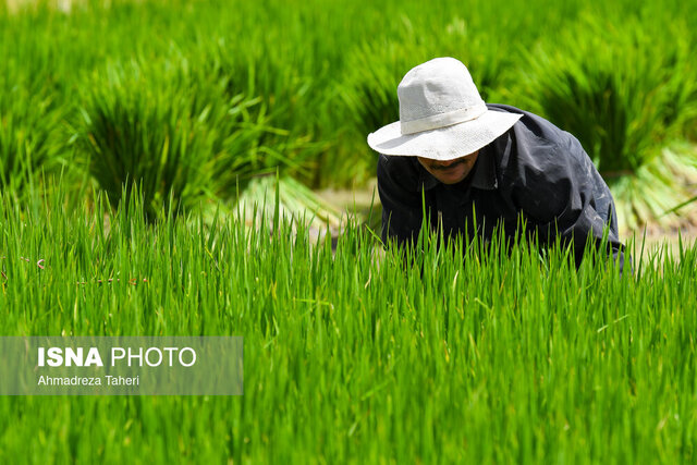 واردات بیرویه؛ رنجی عمیق بر جان برنجکاران گیلان/شالیکاری شغلی کهن در معرض تهدید