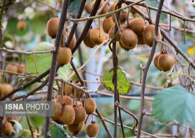 تاکید بر شناسنامه دار شدن کیوی صادراتی گیلان