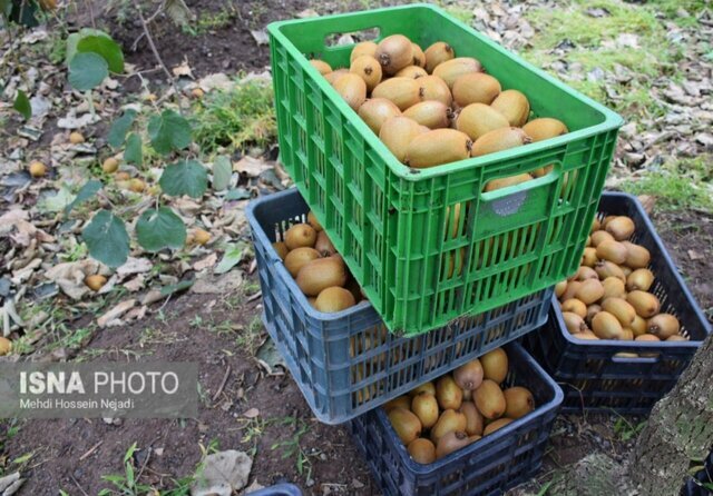 تاکید بر شناسنامه دار شدن کیوی صادراتی گیلان