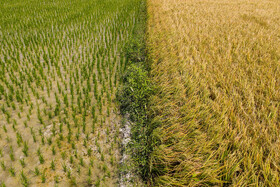 کشت مجدد برنج در بیش از ۶۰ هزار هکتار شالیزارهای مازندران