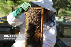 تولید ۱۱ هزار و ۵۱۵ کیلوگرم عسل در محمودآباد