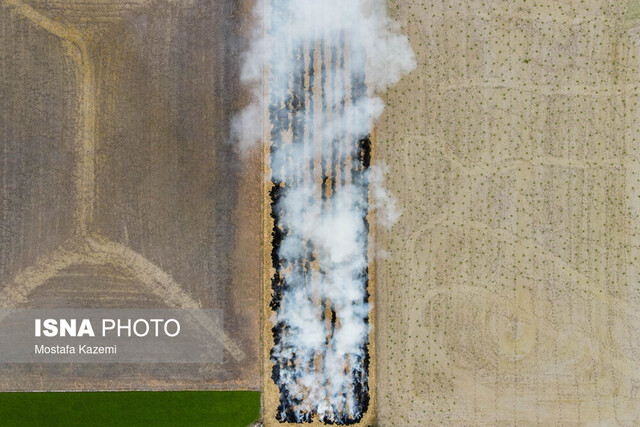 آتش بس در مزارع!