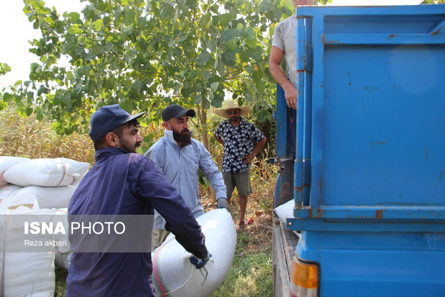 برداشت مکانیزه برنج در بندرانزلی